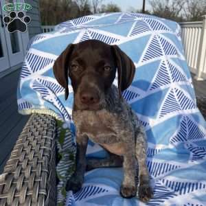 LADY GODIVA, German Shorthaired Pointer Puppy